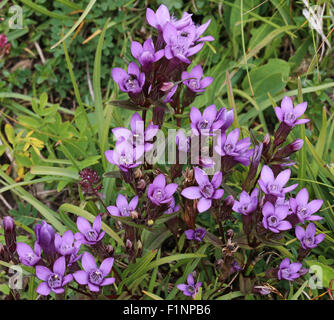 Gentianella Germanica. Dolomiten Stockfoto