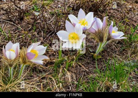 Pulsatilla vernalis. Anemone di primavera. Bergblumen in der Berggruppe Lagorai im Trentino. Italienische Alpen. Stockfoto