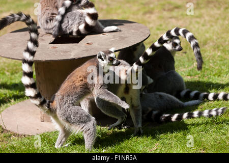 Blick auf eine Gruppe von Ring-tailed Lemur (Lemur Catta) in Wingham Wildlife Park, Kent, England Stockfoto