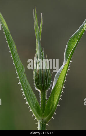 Eine elegante Karde Pflanze UK Stockfoto