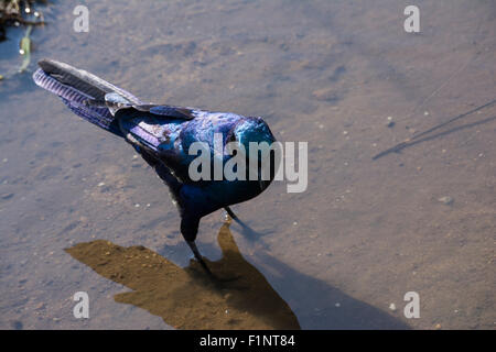 Burchell Starling im flachen Wasser stehend Stockfoto