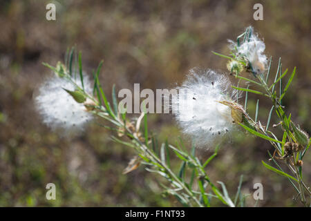 Samen der Pflanze Wolfsmilch, durch den Wind zerstreut werden Stockfoto