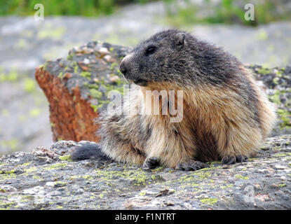 Marmota marmota. Marmot der Alpen. Nationalpark Gran Paradiso. Alpine Fauna. Valle d'Aosta. Italienische Alpen. Europa. Stockfoto