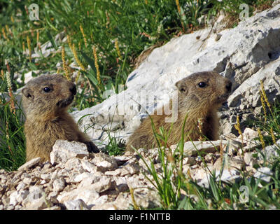 Marmota marmota. Marmot der Alpen. Zwei marmot Welpen aus ihrer Höhle. Alpine Fauna. Die Dolomiten. Alpine Fauna. Italien. Europa. Stockfoto