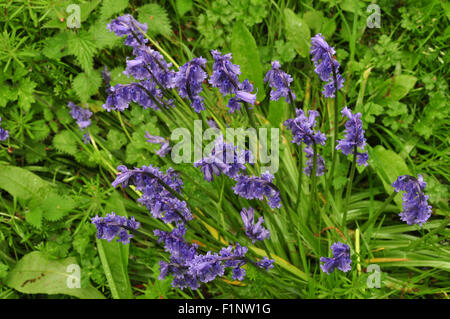 Ein Büschel von Glockenblumen im Frühjahr UK Stockfoto