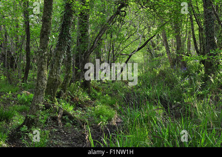 Mount Pleasant Lane, Kingcombe Wiesen DWT Naturschutzgebiet, Dorset Stockfoto