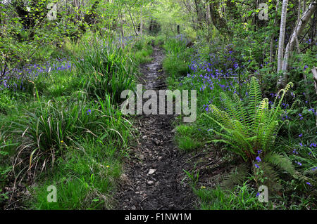 Mount Pleasant Lane, Kingcombe Wiesen DWT Naturschutzgebiet, Dorset Stockfoto