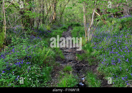 Mount Pleasant Lane, Kingcombe Wiesen DWT Naturschutzgebiet, Dorset Stockfoto