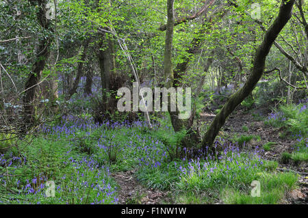 Mount Pleasant Lane, Kingcombe Wiesen DWT Naturschutzgebiet, Dorset Stockfoto