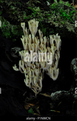 Ramaria Stricta - eher ein gutes Exemplar - Mark Asche Holz New Forest Hampshire UK Stockfoto