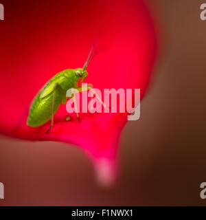 Gemeinsamen grünen Kapsid Nymphe die genießen Essen fuchsia Stockfoto