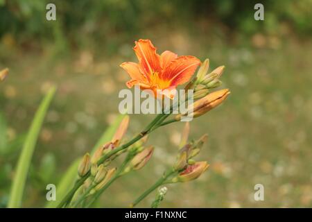 Orange Taglilie Blüte und Knospen, Hemerocallis Fulva, alias eine Tigerlilie oder Tawny Taglilien. Stockfoto