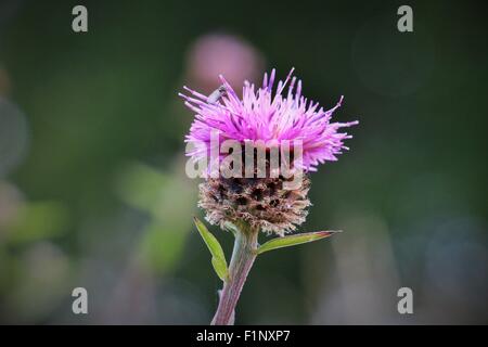 Winzige schwarze Fliege, Simuliidae SP, auf einer einzigen lila Flockenblume Blüte, Centaurea Nigra. Stockfoto