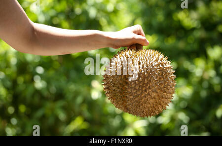 Eine Gesamtheit von Durian, eine exotische Frucht aus Thailand und Vietnam Stockfoto