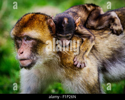 Eine Mutter Berberaffe trägt seine Nachkommen auf dem Rücken in Trentham Monkey Forest Stockfoto