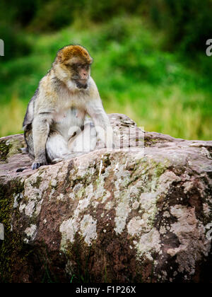 Ein einzelnes Berberaffe sitzt auf einem Felsen am Trentham Monkey Forest Stockfoto