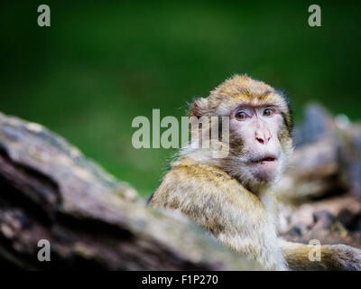 Ein einzelnes sieht Berberaffe über seine Schulter auf Trentham Monkey Forest Stockfoto