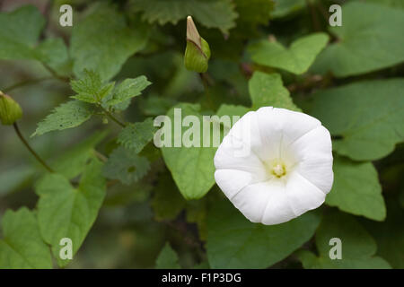 Convolvulus Arvensis. Ackerwinde Blume in der Hecke. Stockfoto