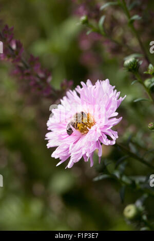 Honigbiene auf Aster Novi-Belgii Lassie. Stockfoto