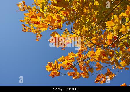 Goldener Herbst-Niederlassungen in einem Park. Herbst-Foto-Sammlung. Goldene Blätter am blauen Himmel Stockfoto