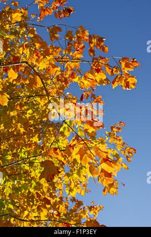 Orange Herbst Zweige auf den blauen Himmel. Herbst im Park. Herbst-Fotosammlung. Vertikale Foto Stockfoto