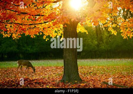 Herbst im Park. Orange-rötliche Blätter am Baum und Boden. Jungen Elch im Hintergrund. Herbst-Fotosammlung Stockfoto