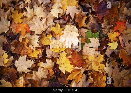 Herbst Blätter Fotohintergrund. Bunte Blätter auf den Boden. Stockfoto