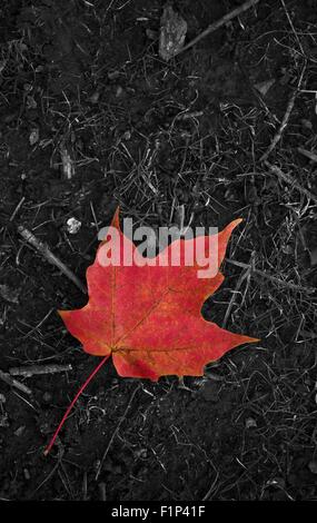 Letzte Blatt des Mauerfalls. Rotes Ahornblatt auf einem dunklen Graustufen Boden. Herbst-Foto-Sammlung. Stockfoto