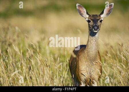 Elch zwischen Gräsern der Redwood-Wald in Nord-Kalifornien, USA. Tierwelt-Foto-Sammlung. Stockfoto