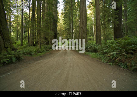 Redwood Forest Road. Redwood Forest National und State Parks Thema. Straße durch Redwoods. Natur-Fotografie-Sammlung. Stockfoto