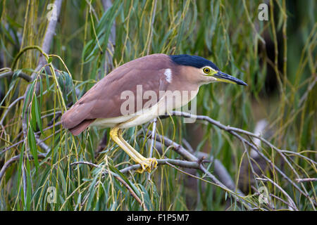 Adult Nankeen Nachtreiher thront in Willow bei Rose Heritage Café Pond, Carmel, Western Australia Stockfoto