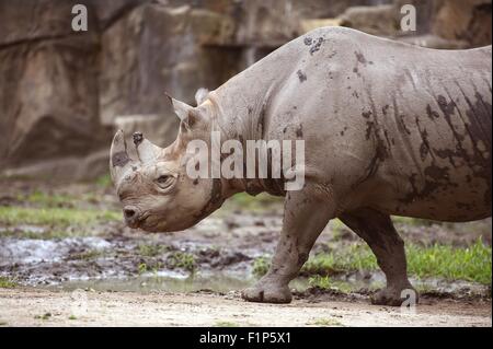 Schwarzer Rhinoceros - afrikanischen Nashorn im Zoo. Spitzmaulnashorn ist eine Art von Rhinoceros, stammt aus den östlichen und zentralen Afri Stockfoto