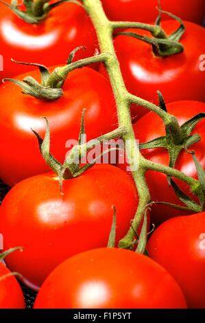 Cherry-Tomaten - frische Tomaten vertikale Studioaufnahme.  Frische und gesunde Tomaten Obst. Essen-Foto-Sammlung. Stockfoto