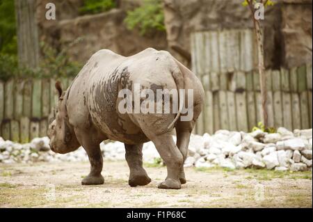 Nashorn in der Lincoln Park Zoo, Chicago, IL, Vereinigte Staaten von Amerika horizontale Rhinoceros Fotografie. Stockfoto