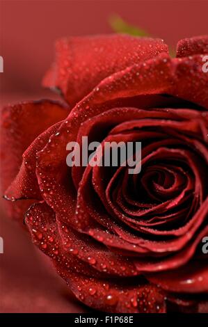 Rote Rose und der Tau. Nahaufnahme Foto. Frisch geschnittene rote Rose. Stockfoto