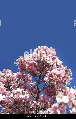 Blühende Magnolie Äste. Magnolia X Soulangeana (Untertasse Magnolia) ist eine Hybrid-Pflanze in der Gattung Magnolia und Familie Magnolia Stockfoto