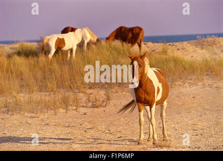 Wildpferde In den Dünen, Chincoteague National Wildlife Refuge, Virginia, Vereinigte Staaten Stockfoto