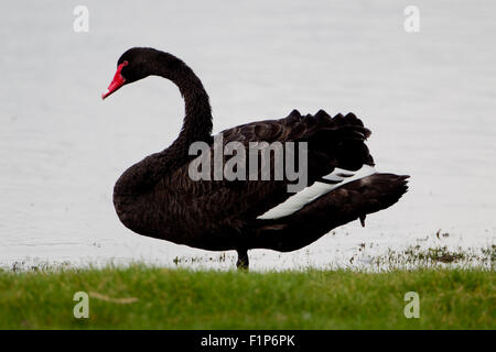 Adult Black Swan, Hirte See Perth, Western Australia, Australia Stockfoto