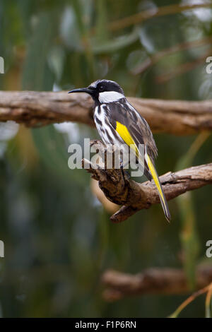 Erwachsenen weißen Wangen Honigfresser thront auf Zweig, Kings Park, Perth, Western Australia Stockfoto