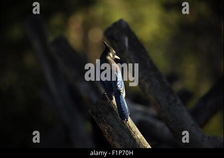 Stellers Jay - Colorado Rocky Mountains National Park. Colorado USA. [Cyanocitta Stelleri] ist gebürtiger Jay, Western North bin Stockfoto