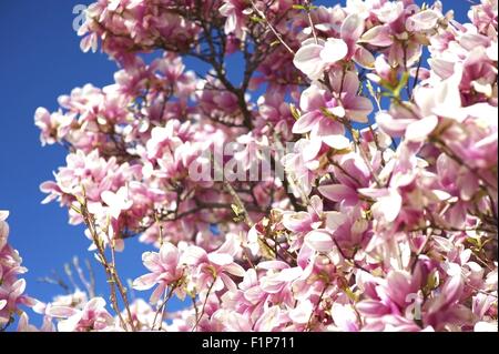 Magnolia X Soulangeana. Es ist ein Laubbaum mit großen, früh blühende Blumen in verschiedenen Schattierungen von weiß, rosa und lila. Stockfoto