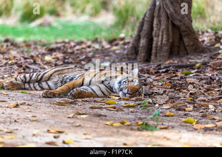 Bengal Tiger in der Nähe von Rajbaug See Ranthambhore Wald. [Panthera Tigris] Stockfoto