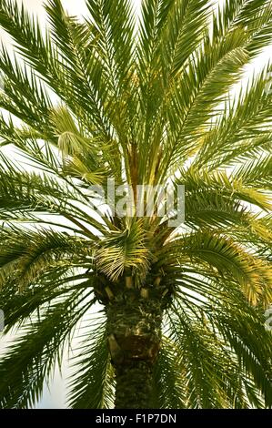 Kanarische Palme - California Natur. Palm Tree Hintergrund. Vertikale Foto Stockfoto