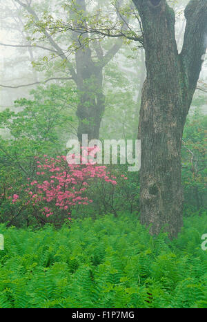 Farne und Rosa Azalee, Shenandoah-Nationalpark, Virginia, USA Stockfoto