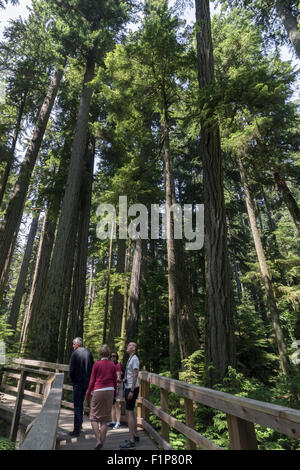 Cathedral Grove an Bord gehen, MacMillan Provincial Park, Vancouver Island, Britisch-Kolumbien Stockfoto