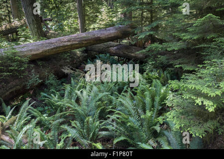 Cathedral Grove gefallenen Bäume und Farne, MacMillan Provincial Park, Vancouver Island, Britisch-Kolumbien Stockfoto