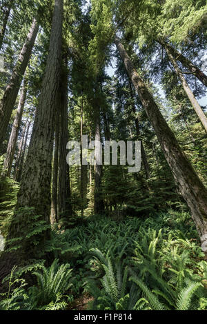 Cathedral Grove Bäume und Farne, MacMillan Provincial Park, Vancouver Island, Britisch-Kolumbien Stockfoto