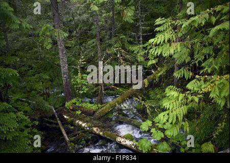 Kleinen Wald Creek und Bergbach. Montana, USA. Glacier Nationalpark. Natur-Foto-Sammlung. Stockfoto