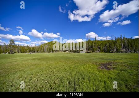 Yellowstone Meadow. Summer Yellowstone Meadow with Forest and Cloudy Blue Sky. Nature Photo Collection. Stockfoto