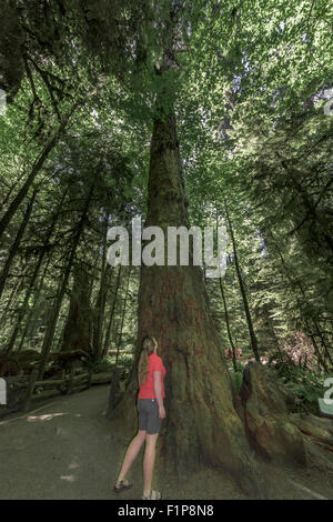 Riesige Douglas-Tanne (Pseudotsuga Menziesii) Cathedral Grove, Vancouver Island, Britisch-Kolumbien Stockfoto